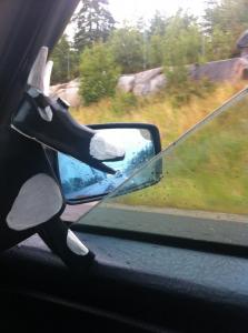 Bocian pilnuje drogi