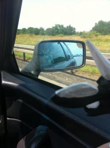 Bocian podziwia widoki