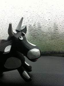 Bocianowi smutno na obcej ziemi